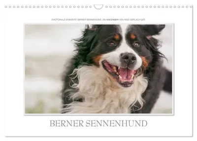 Produktbild von Emotionale Momente: Berner Sennenhund. (Wandkalender 2027 DIN A3 quer), CALVENDO Monatskalender