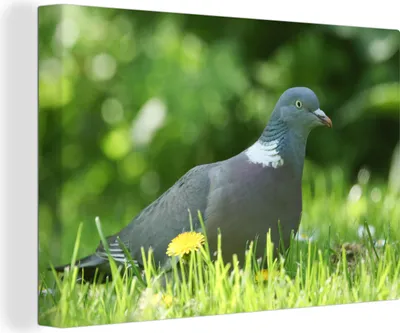 Produktbild von OneMillionCanvasses® - Leinwandbilder - 140x90 cm, Ringeltaube - Gras - Vogel, Wandbilder Kunstdruck Wanddekoration - Foto auf Leinwand - Gemälde auf Holzrahmen