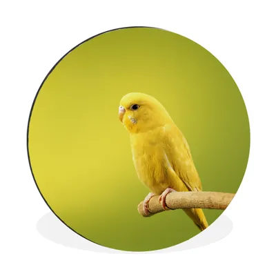 Produktbild von MuchoWow® Aluminium Wandkreis Zitronensittich Ø 30 cm Wanddeko Modern Wohnzimmer - Wand Bild - Wohnzimmer - Runde Bilder - Alubilder - Kunst für zu Hause - Aluminium - Wanddekoration