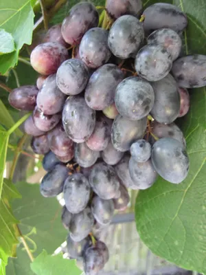 Produktbild von Kernlose Weintraube Magdalena - Vitis vinifera Magdalena