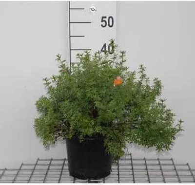 Produktbild von Potentilla frut. 'Marian Red Robin'® ('marrob') - Fingerstrauch 25- 30 cm - Container