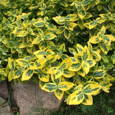 Produktbild von Euonymus Emerald Gold Spindelstrauch Kriechspindel Bodendecker winterhart, Anzahl:30 Stück
