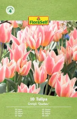 Obrázek produktu pro Tulipány FloraSelf 'Quebec' 11/12 10 ks