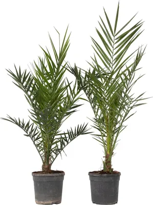 Two potted palm trees against a white background.
