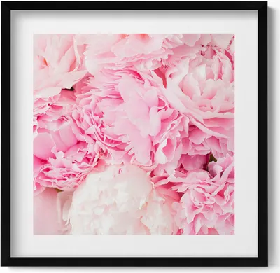 Produktbild von Zarte Pfingstrosenblüten– Wandbild mit Rahmen – Gerahmtes Bild  – Wanddekoration – 50x50 cm –  Schwarz Rahmen