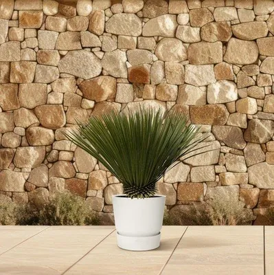 Produktbild von Yucca-Sträuchling - 75cm - Ø30