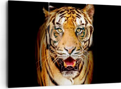 Produktbild von Bild auf Leinwand - Leinwandbild - tiger tier - 165x110cm - Wand Bild - Wanddeko - Wandbilder - Leinwanddruck - Bilder - Kunstdruck - Wanddekoration - Leinwand bilder - Wandkunst - CE165x110-4103