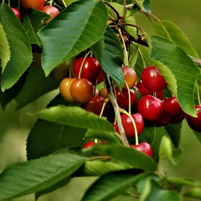 A close-up view of ripe cherries on a branch, surrounded by green leaves.