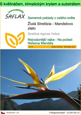 Obrázek produktu pro SAFLAX Garden to go - Žlutá Strelitzia - Mandelovo zlato - Strelitzia reginae Yellow - 4 Semena - S květináčem, klimatickou poklicí a pěstebním substrátem