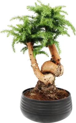 Zdjęcie produktu dla Bonsai do wnetrz - Araucaria cunninghamii - jodla do wnetrz - araukaria nowogwinejska - ok. 65 cm wysokosci - 26 cm czarna ceramiczna misa