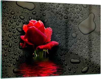 Produktbild von Bilder auf glas - Blume rote rose wasser tau - 120x80cm - Glasbilder - Wandbilder - Kunstdruck - zum Aufhängen bereit - Wanddekoration aus Glas - Glas Bilder - Wandbild auf Glas - GAA120x80-2367