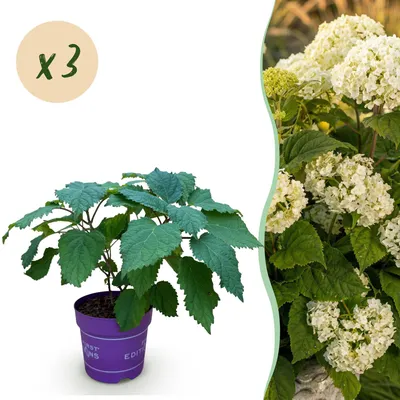 Produktbild von Green boutiQ - Gartenpflanze - Hydrangea arborescens FlowerWOW - Hortensie - Winterhart - Weiß - 3 Pflanzen - Topf 14cm - Höhe 20-30cm