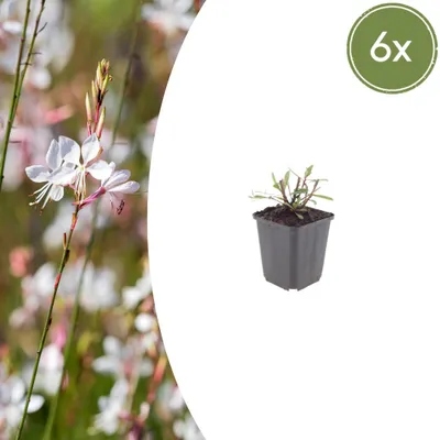 Zdjęcie produktu dla Gaura l. 'Whirling Butterflies' | 6 sztuk - 10-25cm - Ø9cm - Roślina ogrodowa