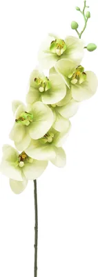 Produktbild von Orchidee Kunstblume Gelb Grün 83cm Phalaenopsis Deko