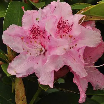 Obrázek produktu pro Rhododendron 'Albert Schweitzer' | 40-50 cm, pěstováno v kontejneru