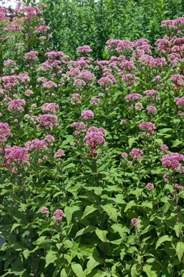 Produktbild von Eupatorium fistulosum 'Purple Bush', Purpurdost, purpur, ca. 11x11 cm Topf