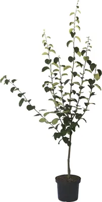 Produktbild von Quittenbaum Portugiesische Birnenquitte Buschbaum 110-140 cm im 9,5 Liter Topf Unterlage Quitte A