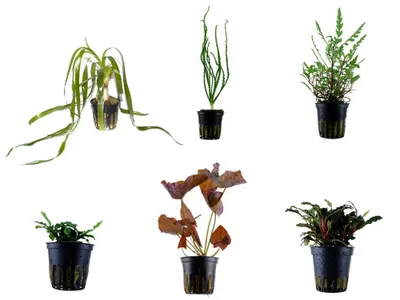 Zdjęcie produktu dla Ekskluzywny zestaw 6 roślin doniczkowych Tropica Zestaw roślin akwariowych nr 38