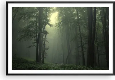 Produktbild von Gerahmtes Poster - Schwarzer Rahmen - Wald Nebel Baum - 91,5x61 cm - Wand Bild - Wanddeko - Wandbilder - Kunstposter - Wandposter - Bilderrahmen - Bilder - Kunstdruck - Wandbild - P2BAA91x61-3543