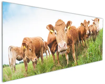 Produktbild von Wallario Küchenrückwand aus Glas, Größe: 125 x 50 cm, Motiv: Kühe im Sommer auf der Weide | Spritzschutz | abwischbar | pflegeleicht | in