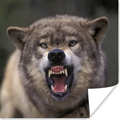 Produktbild von MuchoWow® Poster Wolf - Maul - Zähne 50x50 cm - Wohnzimmerdekoration