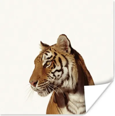 Produktbild von MuchoWow® Poster Tiger - Tier - Porträt 50x50 cm - Wohnzimmerdekoration