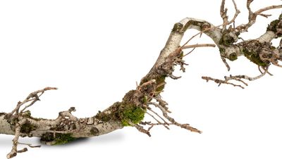 Dekozweig Birne mit Moos ca. 100cm