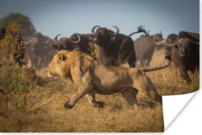 Produktbild von MuchoWow® Poster Löwe - Büffel - Wild 120x80 cm - Bilder