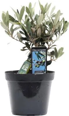 Obrázok produktu pre Olivovník – Olea europaea – výška cca 25 cm – priemer 13 cm – stredomorská izbová rastlina s fľašou – nenáročná na starostlivosť a čistí vzduch v domácnosti aj v kancelárii
