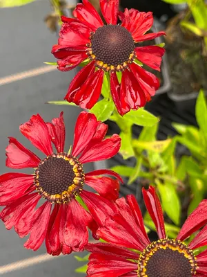 Image de 6 x Helenium hybr. 'Kupferzwerg' - Brassicole - pot 9 x 9 cm