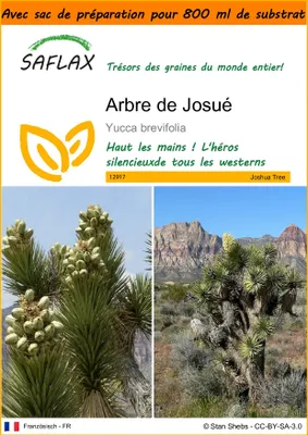 Image de SAFLAX Garden in the bag - Arbre de Josué - 10 graines - Yucca