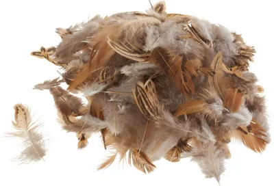 Produktbild von Braune Hühnerfedern Naturprodukt, 3-11 cm lang, für floristische Dekorationen