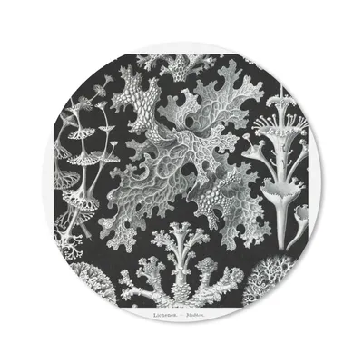 Produktbild von MuchoWow® Mauspad Mousepad Kunst - Koralle - Ernst Haeckel - Alte Meister - Natur 40x40 cm - Mousepads - Maus Mat - Pad - Mausunterlage - Schreibtisch Accessoires