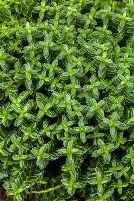 Produktbild von Hebe 'Cobb Valley', Strauchveronika, kompakt, 10–15 cm