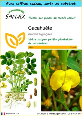 Image de SAFLAX Ensemble-cadeau - Cacahuète - 8 graines - Arachis