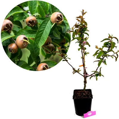 A potted Mespilus Germanica 'Nottingham' plant with a close-up inset of its fruit and leaves.