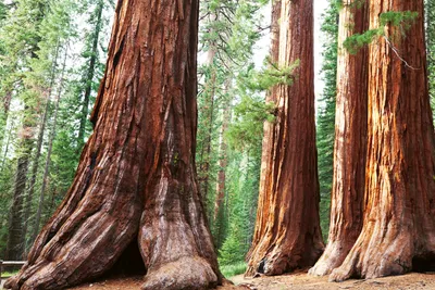 Obrázek produktu pro Fototapeta - Sequoia 375x250cm - Netkaná tapeta