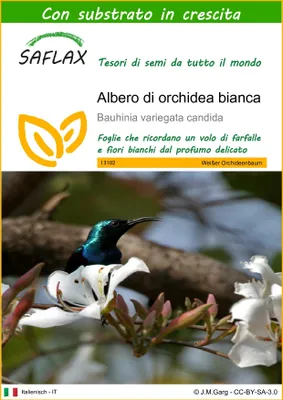 Immagine prodotto di SAFLAX  - Albero di orchidea bianca - 5 semi - Con substrato - Bauhinia