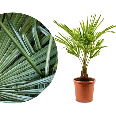 Produktbild von Meine Orangerie Hanfpalme Trachycarpus - Winterharte Palme - Frosthart bis -18 Grad - Chinesische Hanfpalme winterhart - winterfeste Gartenpalme