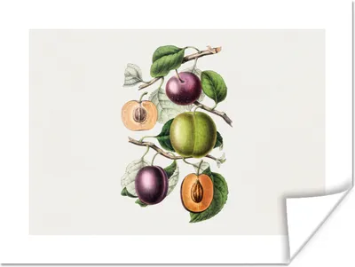 Produktbild von MuchoWow® Poster Obst - Jahrgang - Pfirsich 120x90 cm - Wandbild