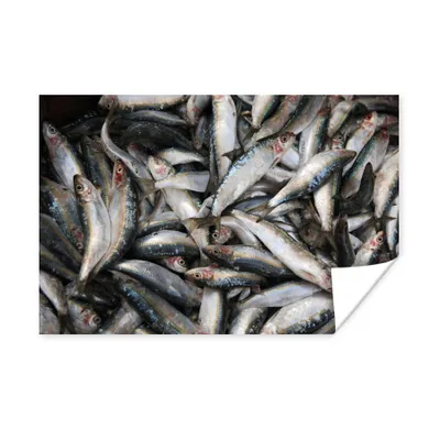 Obrázok produktu pre MuchoWow® Plagát - Hromada rýb v Libanone - 60x40