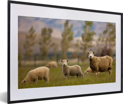 Produktbild von MuchoWow® MuchoWow® Gerahmtes Poster Schaf - Tier - Gras 60x40 cm - Poster mit zchwarzem Bilderrahmen - Schlafzimmer - Plakat in Rahmen - Drucken
