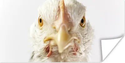 Produktbild von MuchoWow® Poster Huhn - Vogel - Schnabel 40x20 cm - Poster für die Wand - Poster Schlafzimmer