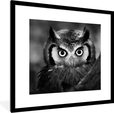 Produktbild von MuchoWow® Gerahmtes Poster Vogel - Eule - Porträt - Schwarz - Weiß 40x40 cm - Poster mit Schwarzem Bilderrahmen Wandposter Rahmen Foto Bilder - Poster - Plakat im Rahmen