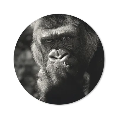 Produktbild von MuchoWow® Mauspad Mousepad Gorilla auf schwarzem Hintergrund in Schwarz und Weiß 20x20 cm - Mousepads - Maus Mat - Pad - Mausunterlage - Schreibtischmatte