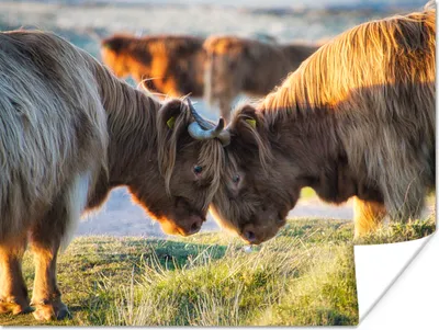 Produktbild von MuchoWow® Poster Schottische Highlander - Tiere - Sonne 160x120 cm - Foto Plakat