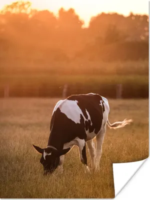 Produktbild von MuchoWow® Poster Kuh - Sonne - Tiere 60x80 cm - Schlafzimmer Dekoration