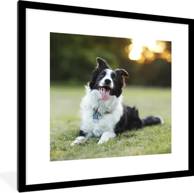 Produktbild von MuchoWow® Gerahmtes Poster Ein glücklicher Border Collie, dem die Zunge aus dem Maul hängt 40x40 cm - Poster mit Schwarzem Bilderrahmen Wandposter Rahmen Foto Bilder - Poster - Plakat im Rahmen