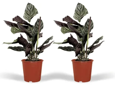Produktbild von Calathea Ornata - Pfauenpflanze | 2 Stück - 40-50cm - Ø14cm - Zimmerpflanze - Immergrün - Multideal