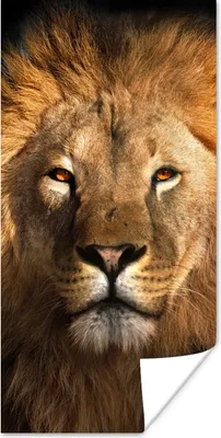 Produktbild von MuchoWow® Poster Löwe - Tiere - Schwarz - Hell - Braun - Porträt 80x160 cm - Kinderzimmer